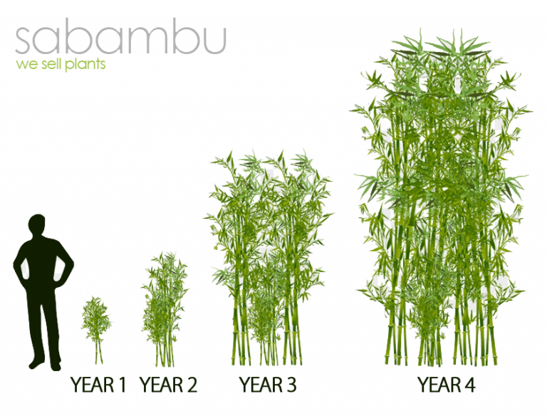 Bamboo Plants Sabambu