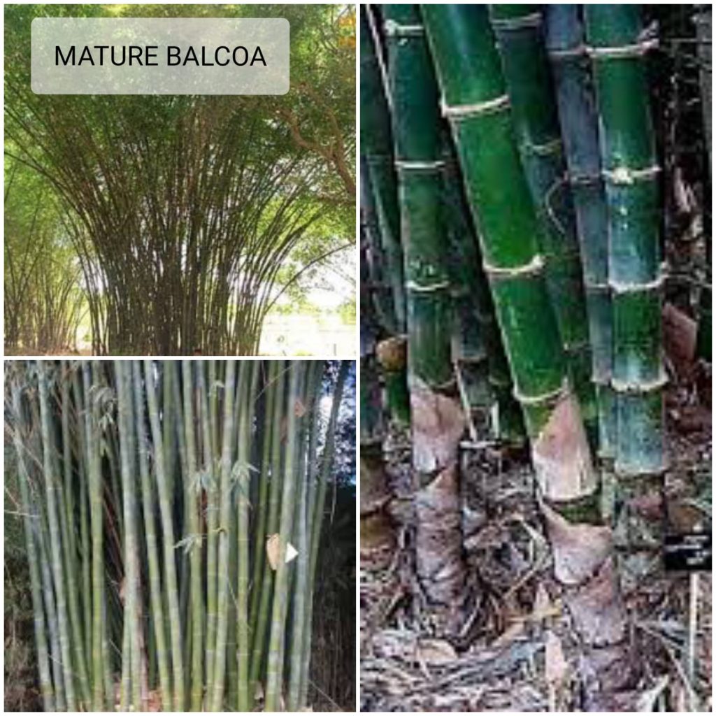 Bamboo Plants Sabambu