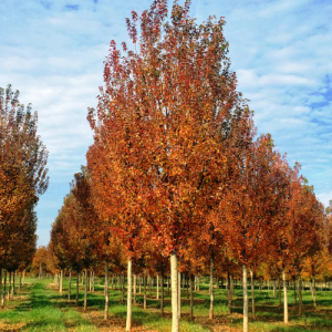 Acer buergerianum / Chinese Maple