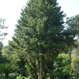 Afrocarpus / Podocarpus latifolius / Opregte Geelhout / Real yellowwood