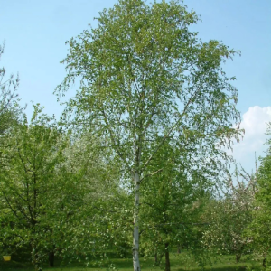 Betula pendula (alba) / Silwerberk / Silver Birch