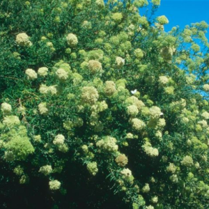 Buddleja saligna / Witolien / False Olive