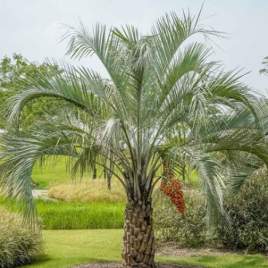 Butia capitata / Jelly Palm