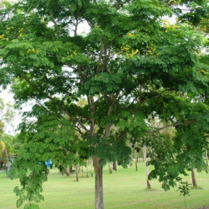 Caesalpinia ferrea / Luiperd boom / Leopard tree
