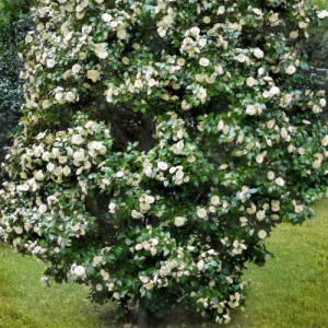 Camellia japonica / Camelia wit / Camellia white