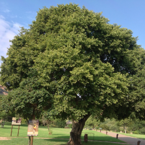 Celtis africana / Witstinkhout / White Stinkwood