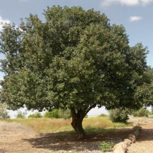 Ceratonia Siliqua / Karob / Carob
