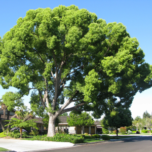 Cinnamomum camphora / Kanferboom / Camphor tree