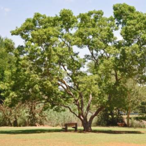 Combretum erythrophyllum / Vaderlandswilg / River bushwillow
