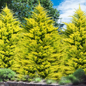 Conifer Leylandi gold rider / Conifer Gold Rider