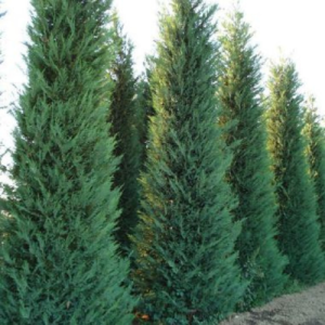 Cupressocyparis leylandii / Conifer Leylandii