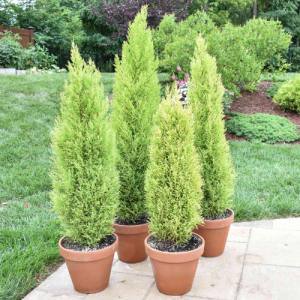 Cupressus macrocarpa 'Gold Crest' / Lemon Cypress / Conifer Gold Crest