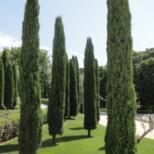 Cupressus sempervirens Stricta / Conifer Stricta