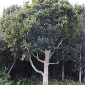 Ilex mitis / Cape Holly / Without