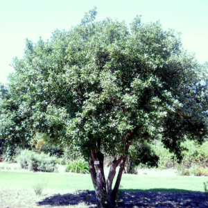 Kiggelaria africana / Wildeperske / Wild Peach