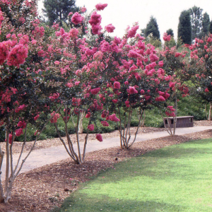 Lagerstroemia indica / Skubliesroos / Pride of India