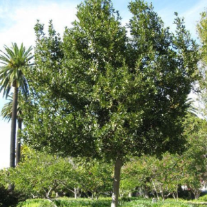 Laurus Nobilis / Bay Leaf Tree