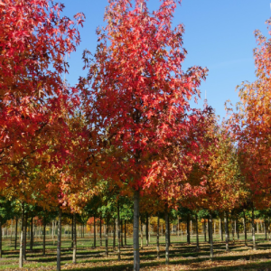 Liquidambar styraciflua / Amberboom / Sweetgum