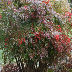 Nandina domestica / Sacred / Heavenly Bamboo