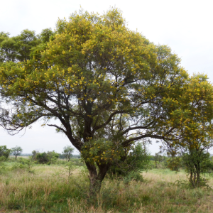 Peltophorum africanum / Afrika Huilboom / African weeping wattle tree