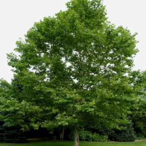 Platanus acerifolia / Gewone Plataan / London Plane Tree