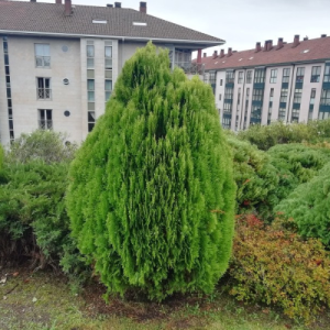 Platycladus orientalis / Conifer Golden Rocket