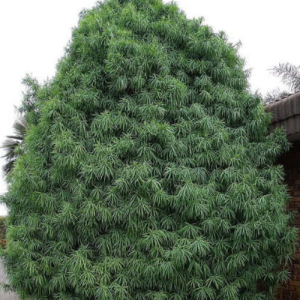 Podocarpus henkelii / Henkel’s yellowwood