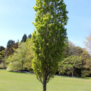 Populus simonii / Chinese Populier / Simon’s poplar