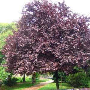 Prunus cerasifera ‘Nigra’ / Pers blompruim / Purple leaf plum