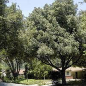 Quercus ilex / Steeneik / HolmOak