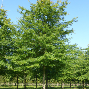 Quercus palustris / Pin Oak