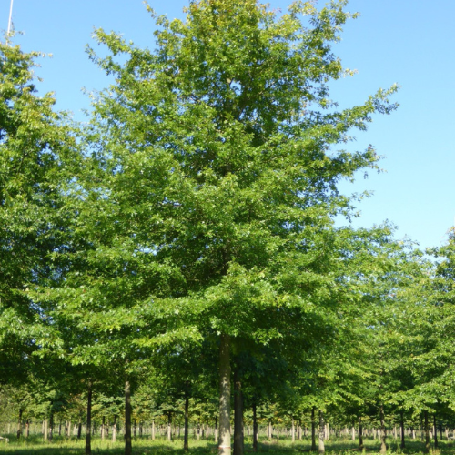 Quercus Palustris Sabambu Quercus Palustris Sabambu