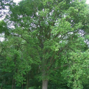 Quercus robur / English Oak