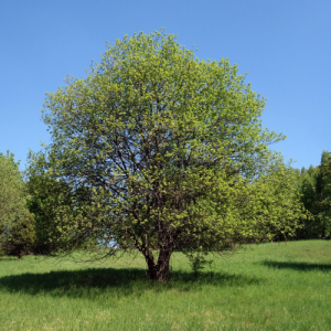 Salix caprea / Goat Willow