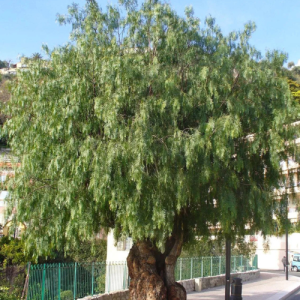 Schinus molle / Peper boom / Pepper tree