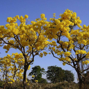 Tabebuia chrysotricha / Golden Trumpet