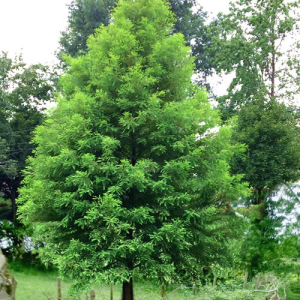 Taxodium distichum / Swamp / Bald Cypress