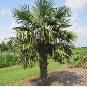 Trachycarpus fortunei / Windmill Palm