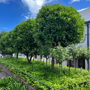 Viburnum sinensis / Geurviburnum / Sweet Viburnum