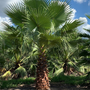 Washingtonia robusta / Mexican fan palm